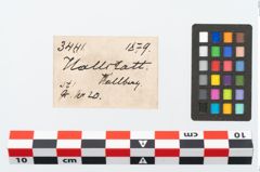 Etikett zu Eisenmesser (NHMW-PRAE-003441)